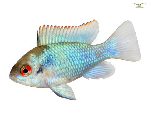Der fisch kommt in seiner natürlichen umgebung im sog. Aufzucht von Schmetterlingsbuntbarschen | Alle Infos und ...