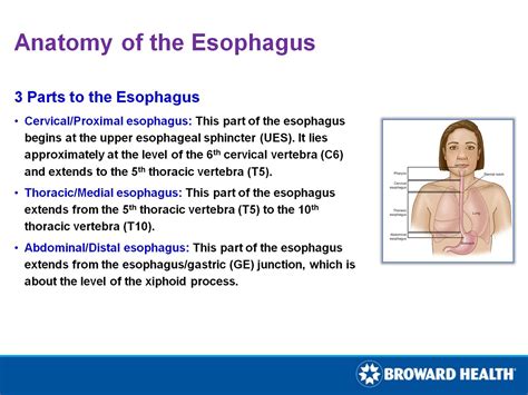 Anatomy Of The Esophagus