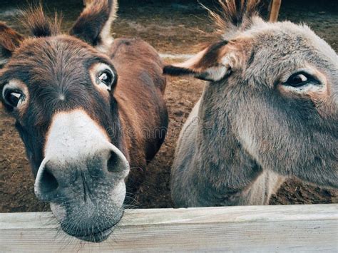 2 Brown And Grey Donkey Closeup Photography Picture Image 109887757