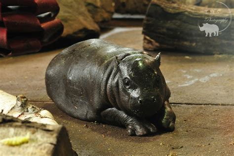 Pygmy Hippo Calf Zoochat