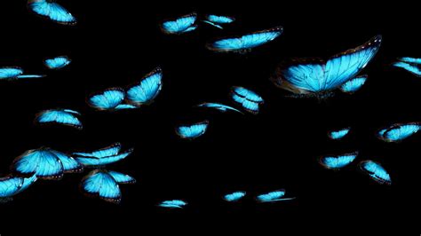 Blue Butterfly Background 52 Images