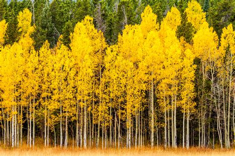 Beautiful fall tree species: Where to see them - Travel Base Online