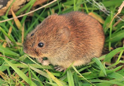 Lower Derwent Valley National Nature Reserve 300415 Voles Mice And Owls