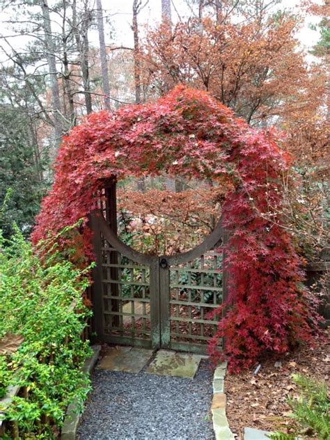Ryusen Weeping Japanese Maples Trained Over Arbor And Gate Sun Garden