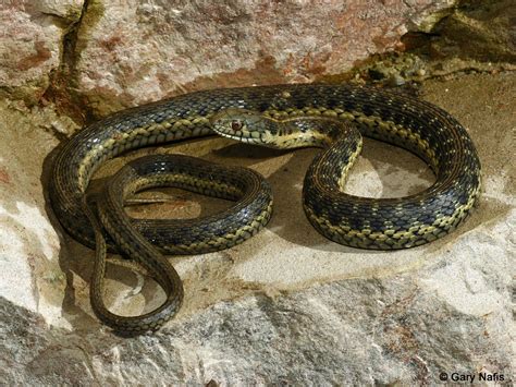 Sierra Gartersnake Thamnophis Couchii