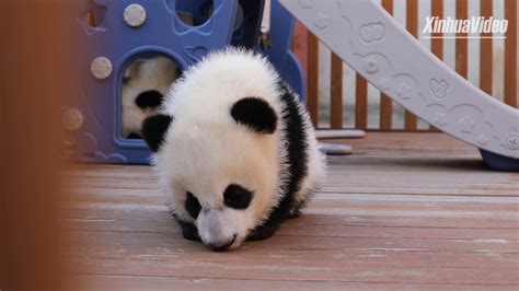 Cute Alert Panda Cub Dozing Off Youtube