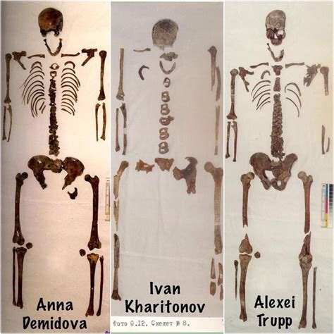 The Skeletal Remains Of Anna Stephanovna Demidovaivan Mikhailovich
