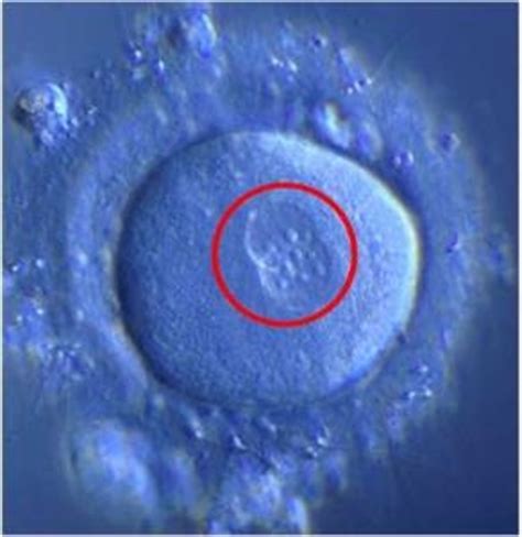 The division of the cells takes two weeks, and. Zygote. Causes, symptoms, treatment Zygote
