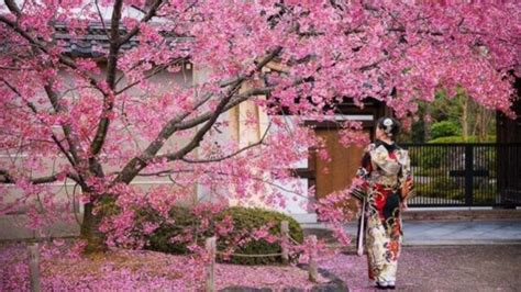 Sakura Significado de la Celebración en Japón y sus Mitos