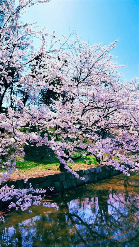 Cherry Blossom Iphone Background Download Free Pixelstalknet