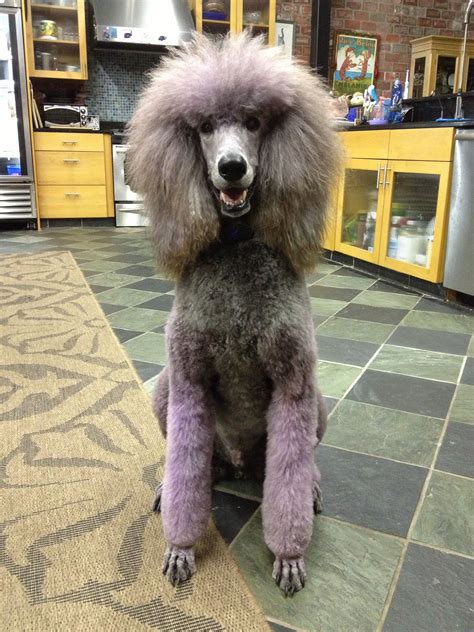 Fitzy Goes Purple Standard Poodle Grooming Black Standard Poodle