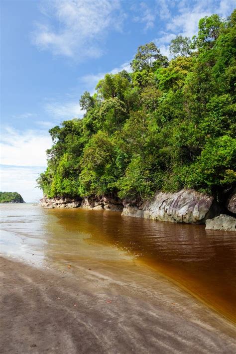 Dense Jungle And Blue Sky Stock Image Image Of Exotic 47004869