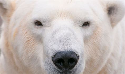 Watch A Patient Pair Of Polar Bears Use Strategy And Teamwork To Hunt