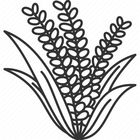 Rice Plant Clipart Black And White