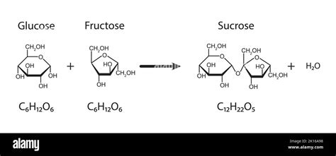 Sucrose Formation Glycosidic Bond Formation From Two Molecules