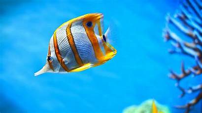 Ocean Sea Wallpapers Underwater Fish Sealife Fishes