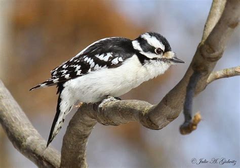 Birding Is Fun The Midwest Woodpecker Drill Team