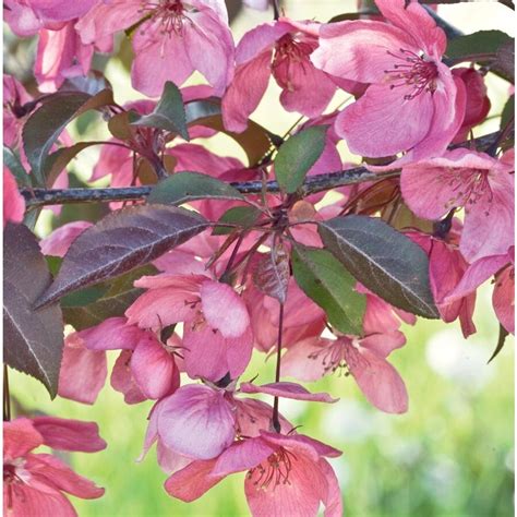 In early spring bare tree limbs are awash with white, pink or purple flowers. 12.7-Gallon Pink Perfect Purple Crabapple Flowering Tree ...