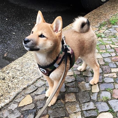 Zurzeit leben mit uns 4 shiba und ein. Sie werden so schnell groß! » shiba-inu.blog