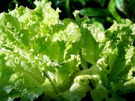 How To Grow Lettuce Growing Lettuce At Home Salad Naturebring