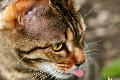 Foaming at the mouth and drooling are both characterised by the presence of excess amounts of saliva. Veterinary Practice: What Causes Foaming At The Mouth In Cats