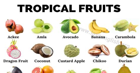 Tropical Fruit Trees List Descriptive Catalogue And Price List