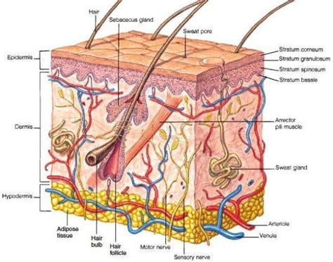Meri With Images Skin Anatomy Skin Structure Epidermis