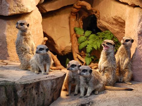 The cost of tickets can. Zoologischer Garten Magdeburg