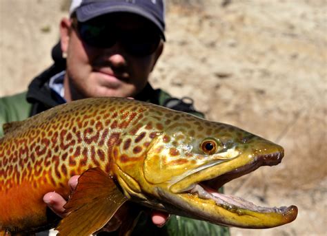 Tiger Trout Fish Catfish Fishing Fly Fishing Flies Trout