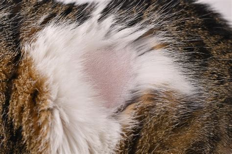 Cat Skin Conditions Causes And Treatment Dinhthienbao