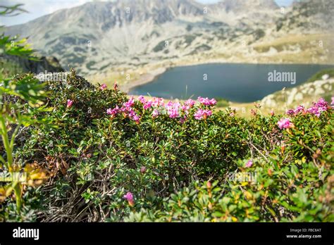 Mountain Flowers Rhododendron Myrtifolium Landscape With Mountain