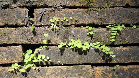 Trees Growing In The Brick Ancient Old Red Brick Wall With Small Green