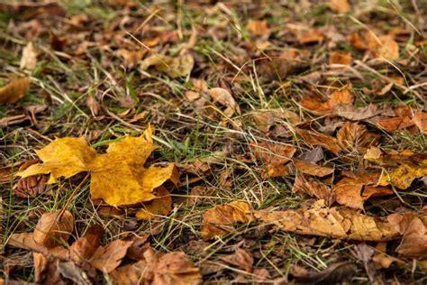 Autumn Leaves On The Ground Stock Photo Image Of Green Season 161701110