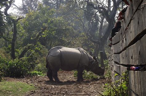 Whats Killing Nepals Rhinos
