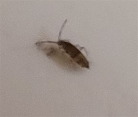 These Tiny Bugs 1mm Long Are Crawling Around My Kitchen Sink In