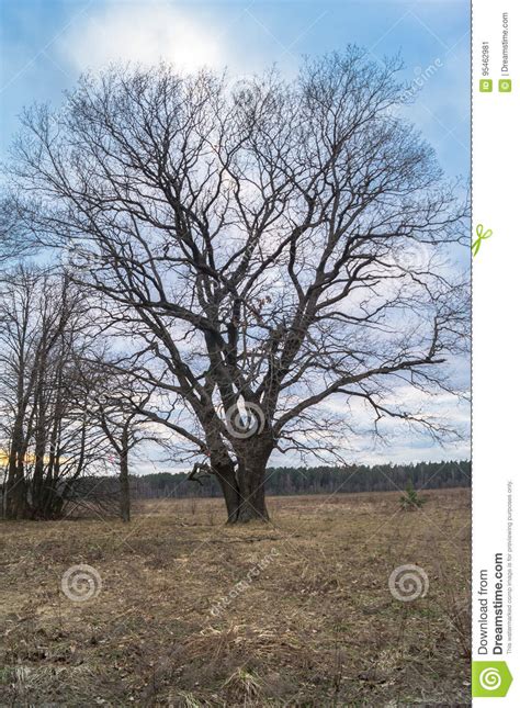 Ancient Oak Tree In Early Spring Stock Image Image Of Blue Covers