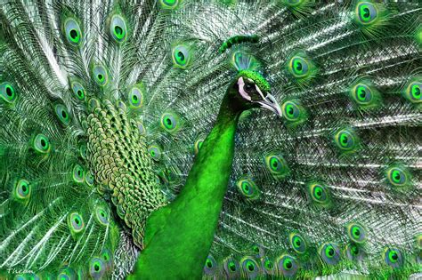 738950 Birds Peacocks Feathers Green Rare Gallery Hd Wallpapers