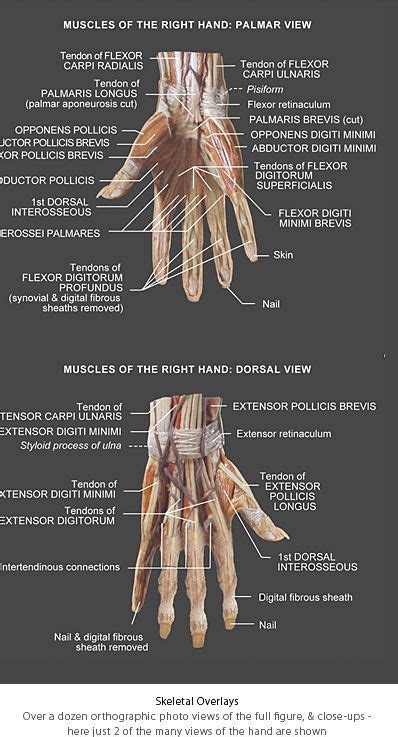 Anatomy, fitness and health charts. Anatomy Tools Anatomical Wall Chart - The Compleat Sculptor - The Compleat Sculptor