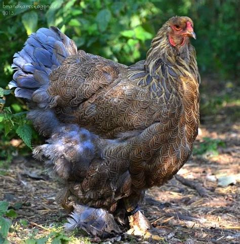 Blue Partridge Brahma Fancy Chickens Keeping Chickens Chickens And
