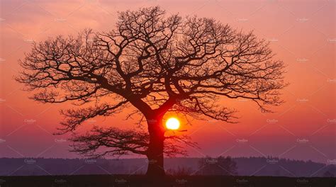 Oak Tree Silhuette With Red Sunset Red Sunset Oak Tree Silhouette