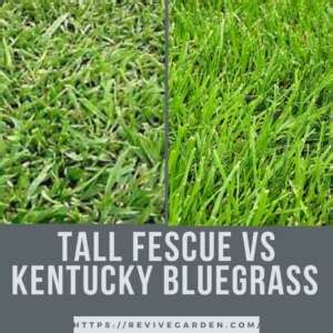 Tall Fescue Vs Kentucky Bluegrass Don T Take The Stress Revive Garden