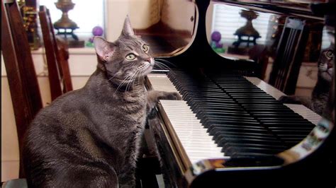 Nora The Piano Playing Cat Extraordinary Animals Bbc Earth Youtube