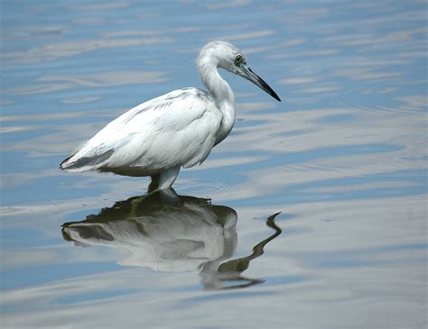 Free Photo Egret White Bird Wading Wetland Free Image On Pixabay