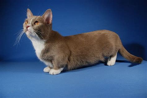 Munchkin Shorthair Kitty Wiki Fandom Powered By Wikia