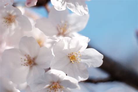 Wallpaper Japan Branch Cherry Blossom Spring Tokyo Fujifilm