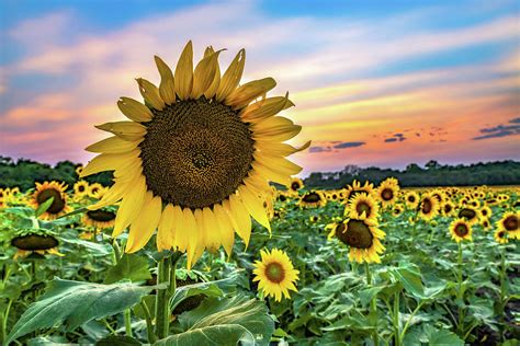 Scenic Sunflower Sunset Grinter Farm In Lawrence Kansas Photograph By