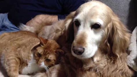 These Dog And Cat Bffs Will Make You Believe In True Love