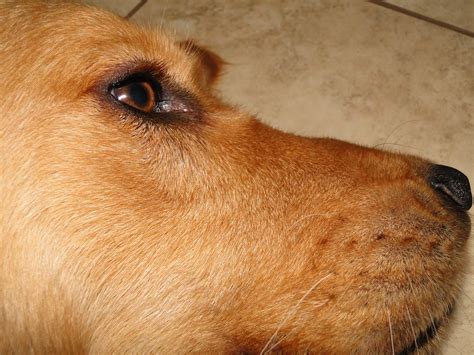 Bump On Nose Golden Retriever Dog Forums