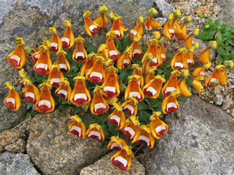 Calceolaria Uniflora Darwins Slipper World Of Flowering Plants