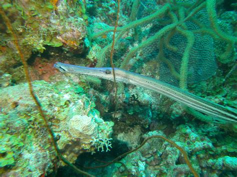 Peter Kolmeijer Was Scuba Diving At Rock Pile Klein Bonaire Bonaire